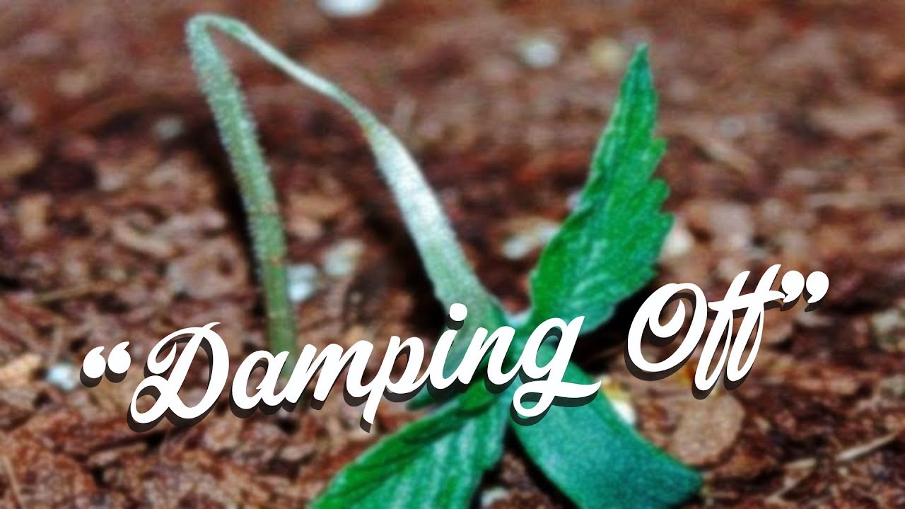 el tallo de mi planta esta muy delgado