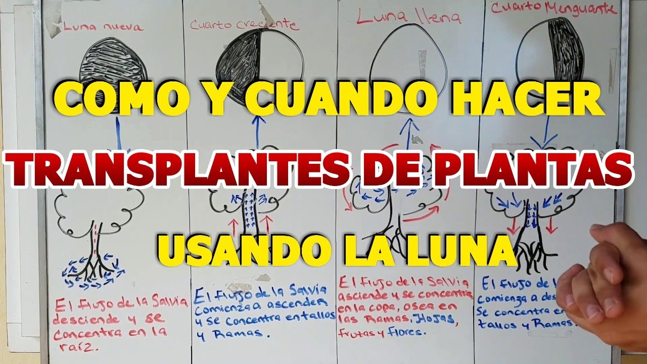en luna menguante se puede trasplantar