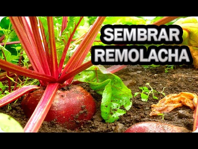 en qué época se siembra la remolacha