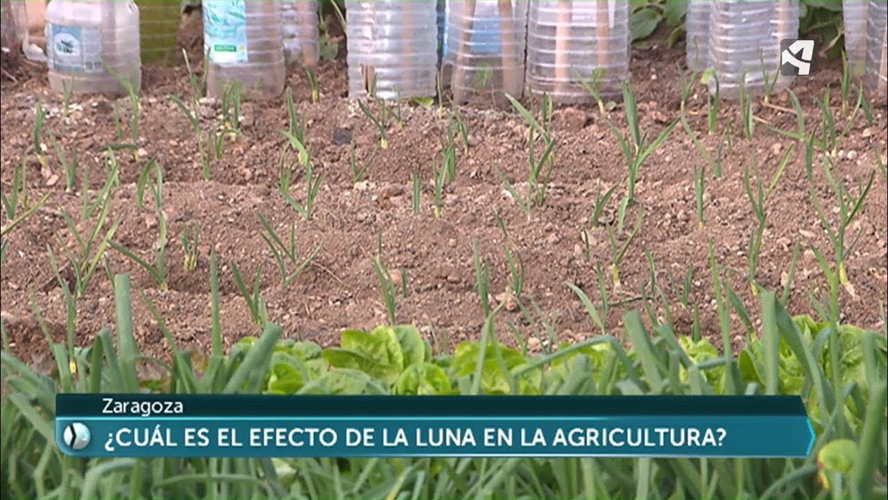 en que luna se plantan los ajos