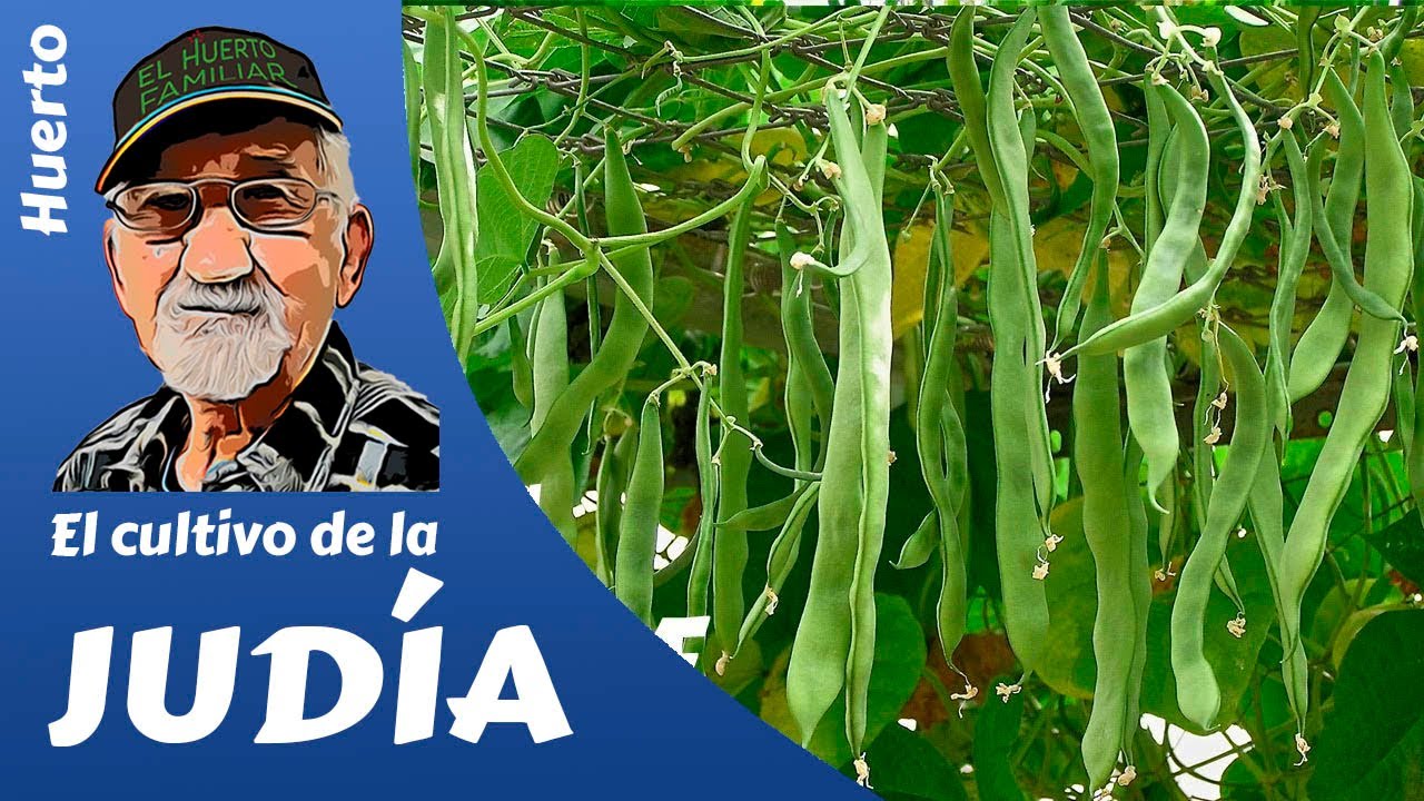en que luna se siembran las judías verdes