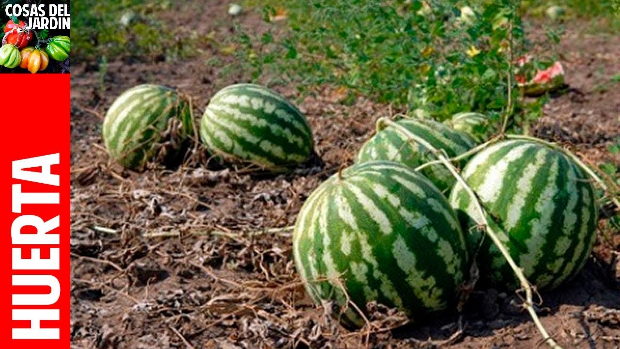 en que mes se plantan las sandias