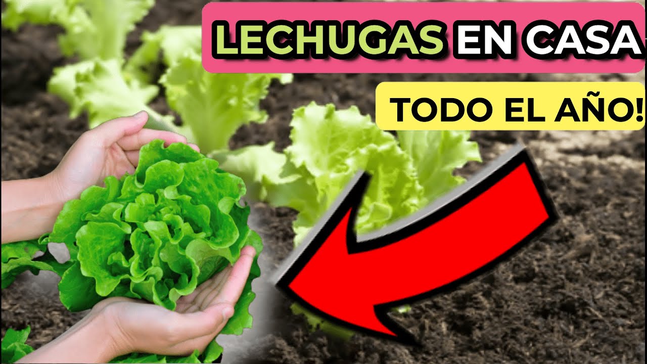 en que mes se siembra la lechuga