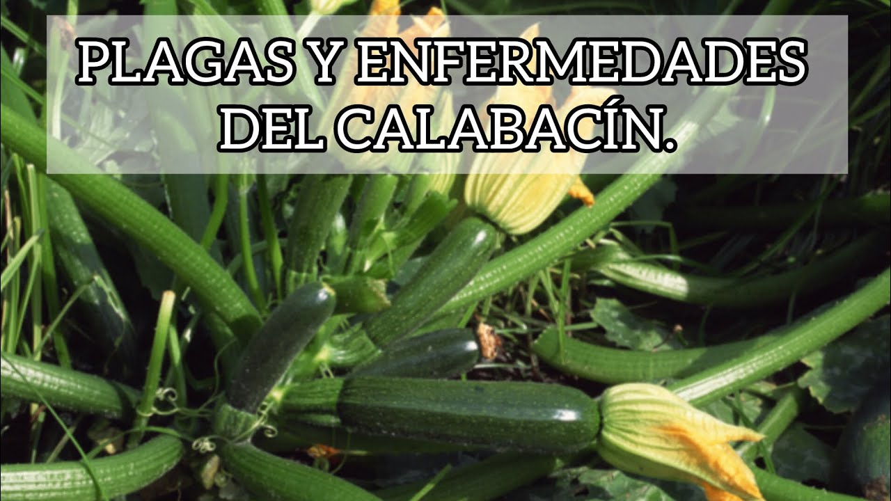 enfermedades de la planta de calabacín