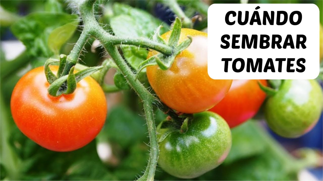 epoca para plantar pimientos y tomates.