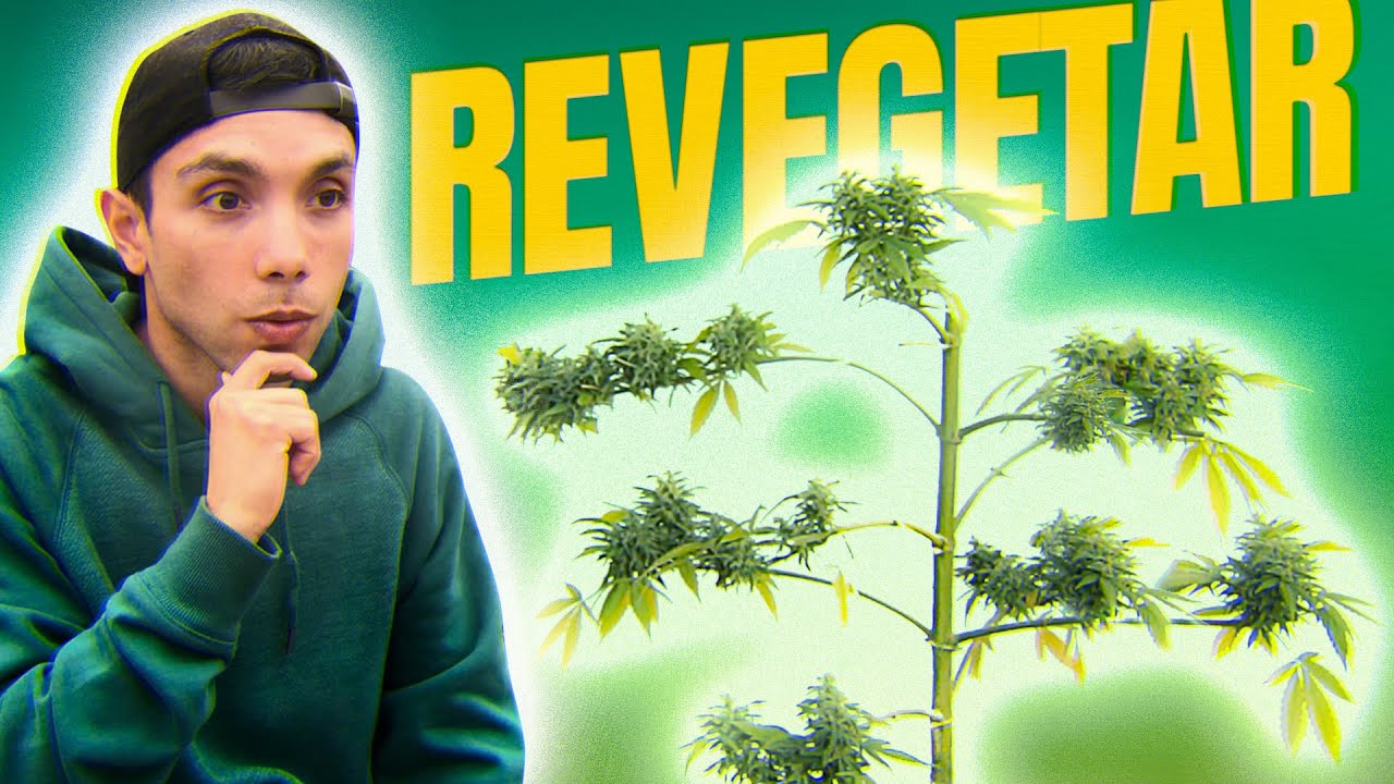 estresar la planta antes de cortar