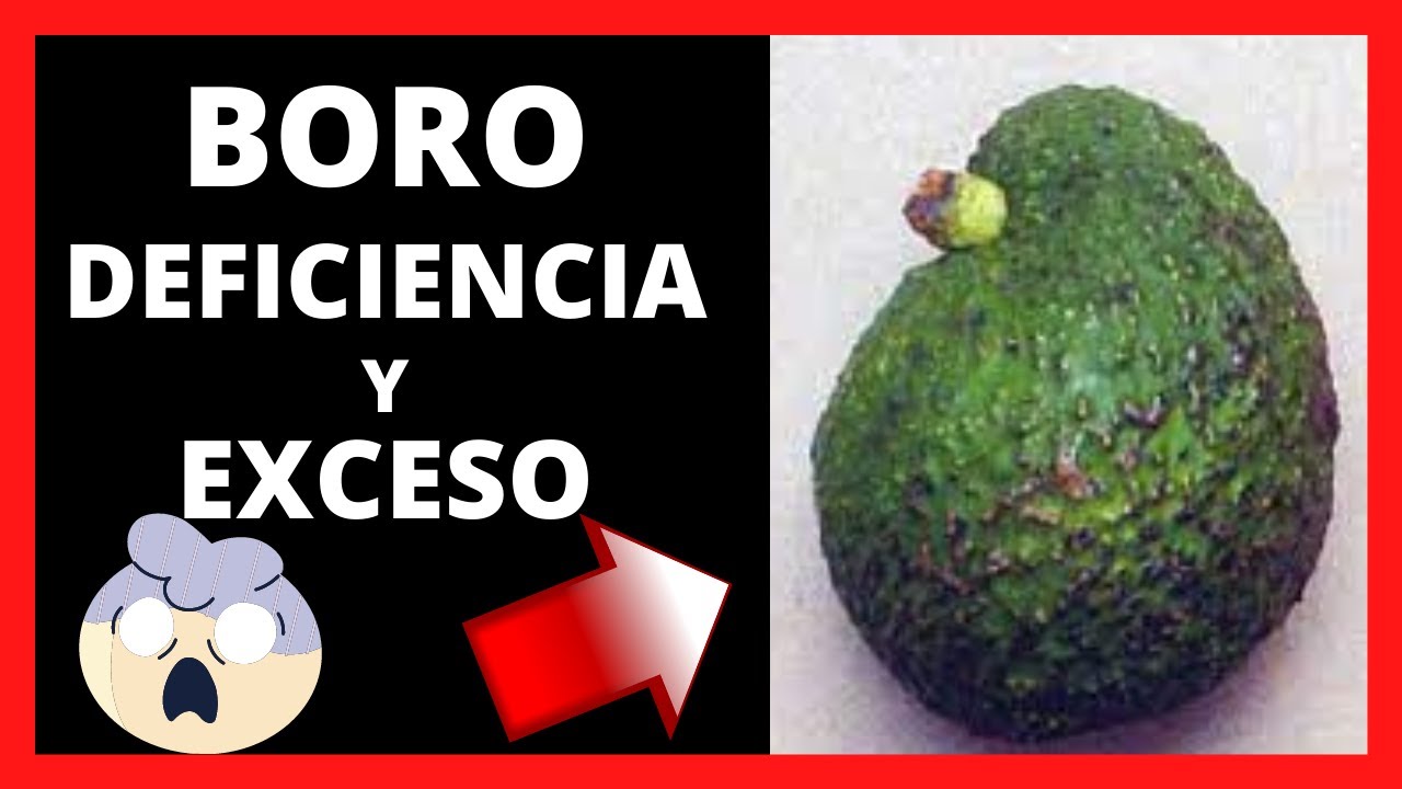 exceso de boro en las plantas