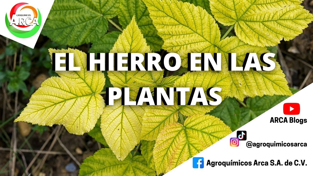 exceso de hierro en las plantas