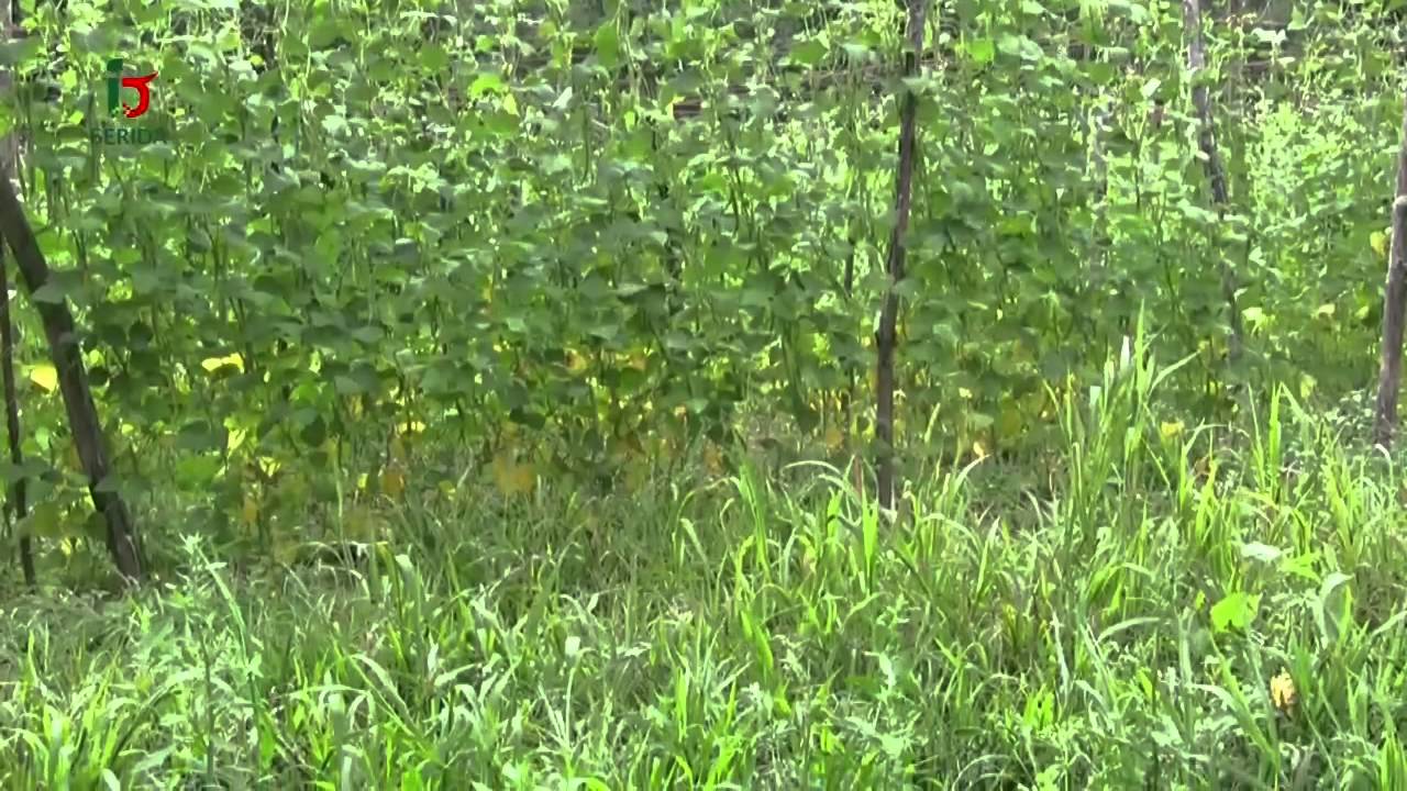 fabes de la granja para sembrar