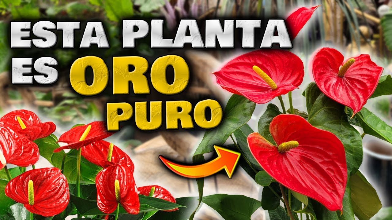 flor roja cuidar planta anthurium cuidados