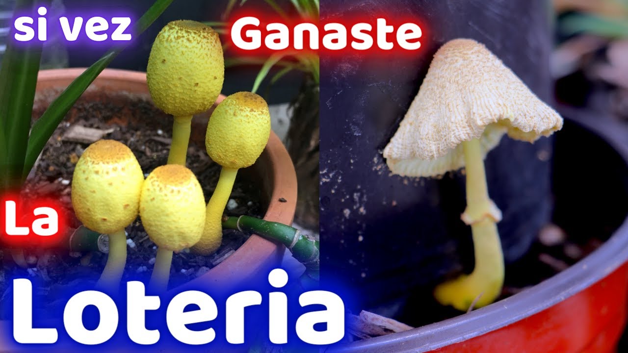 hongos amarillos en la tierra de las plantas