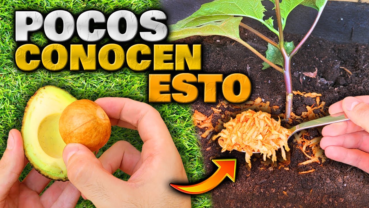 hueso de aguacate para las plantas