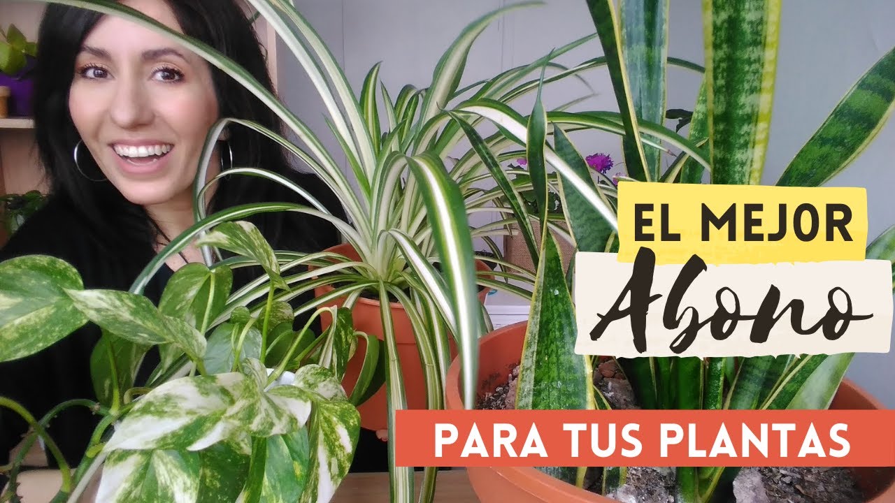 humus de lombriz para plantas de interior