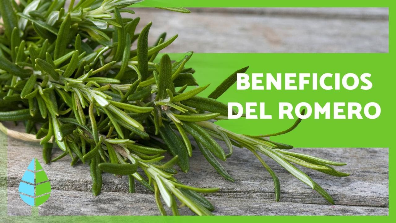 imagen de la planta de romero