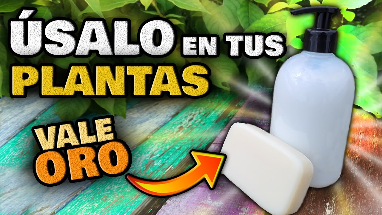 insecticida casero para plantas con jabón