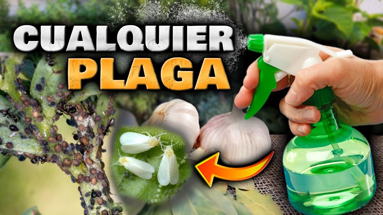insecticida para plantas de marihuanas casero