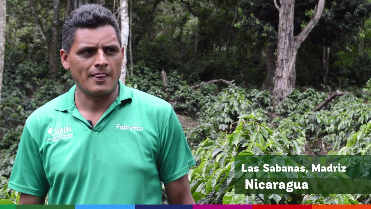 la planta de café es de sol o sombra