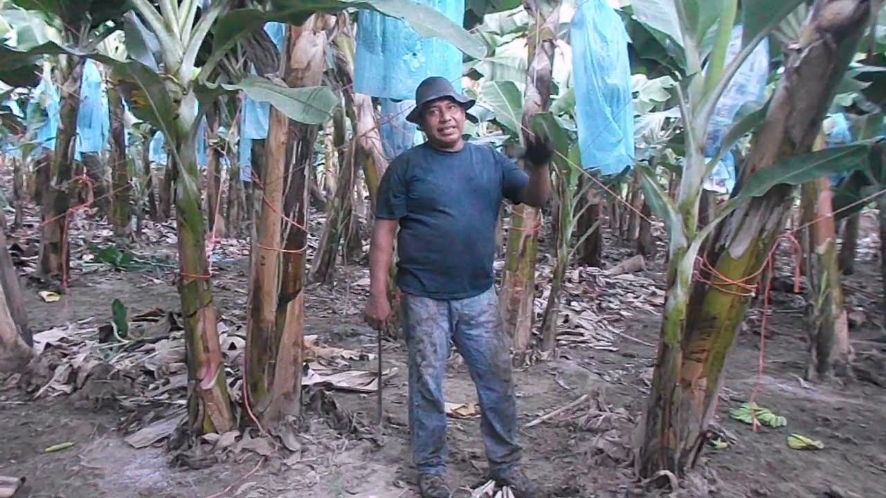 la planta de platano cuantas cosechas da