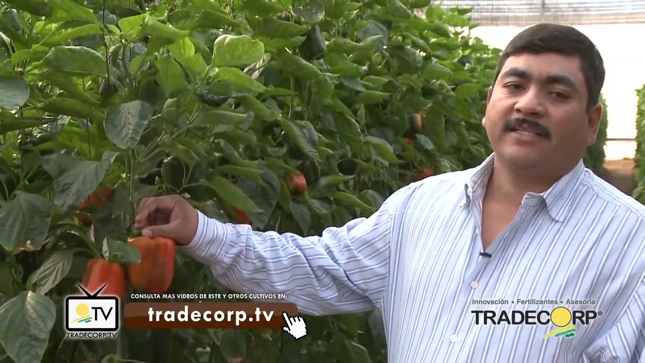 marco de plantación del pimiento italiano