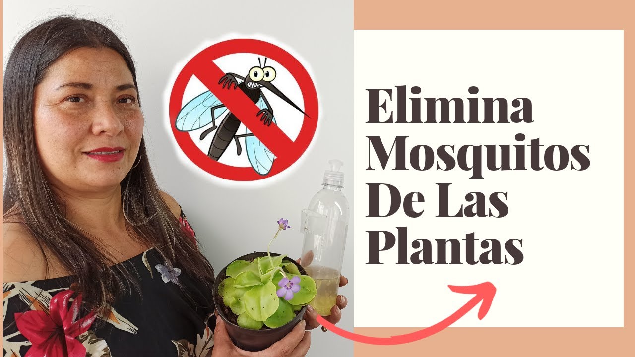 mosquitos en las plantas de interior