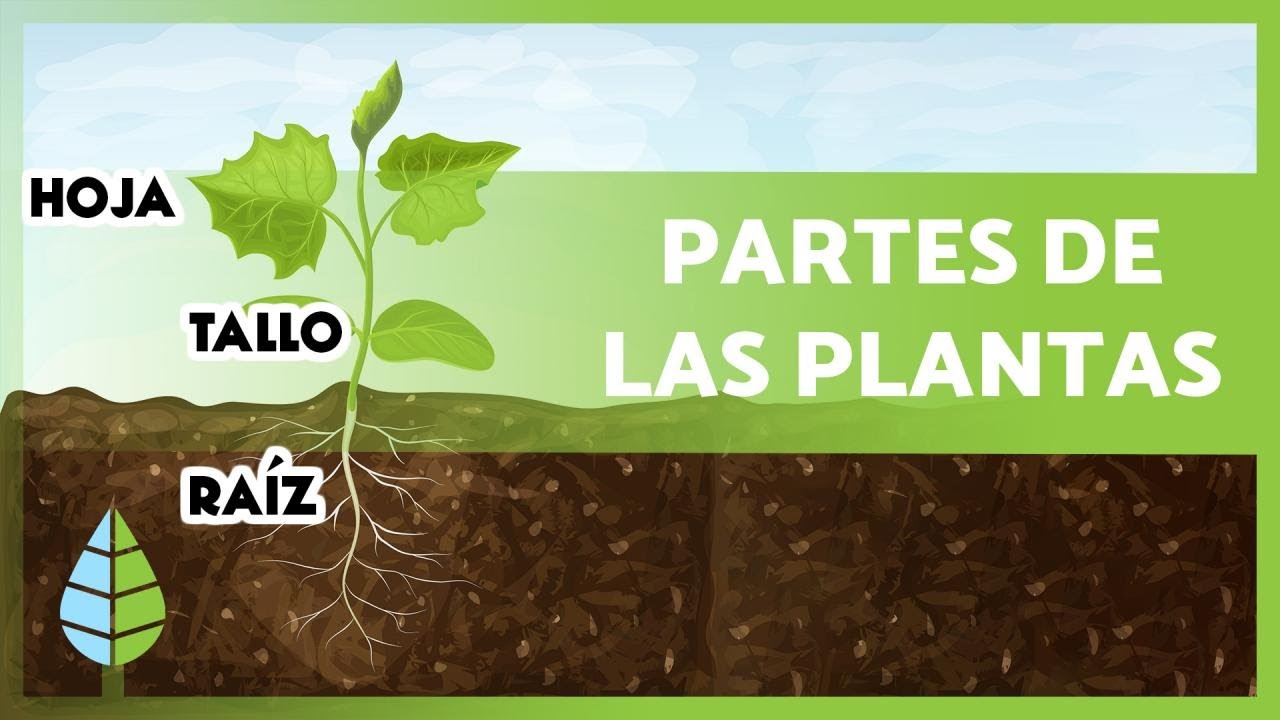 partes de una planta y sus funciones