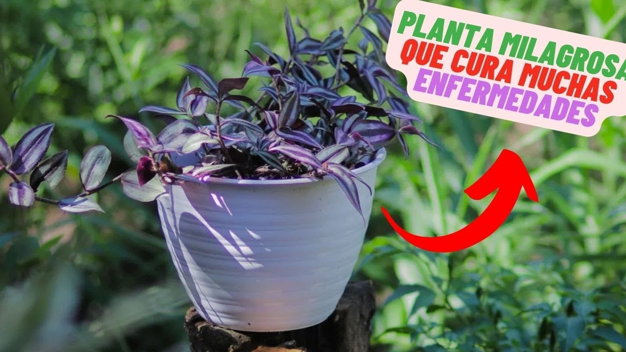 planta amor de hombre mala suerte