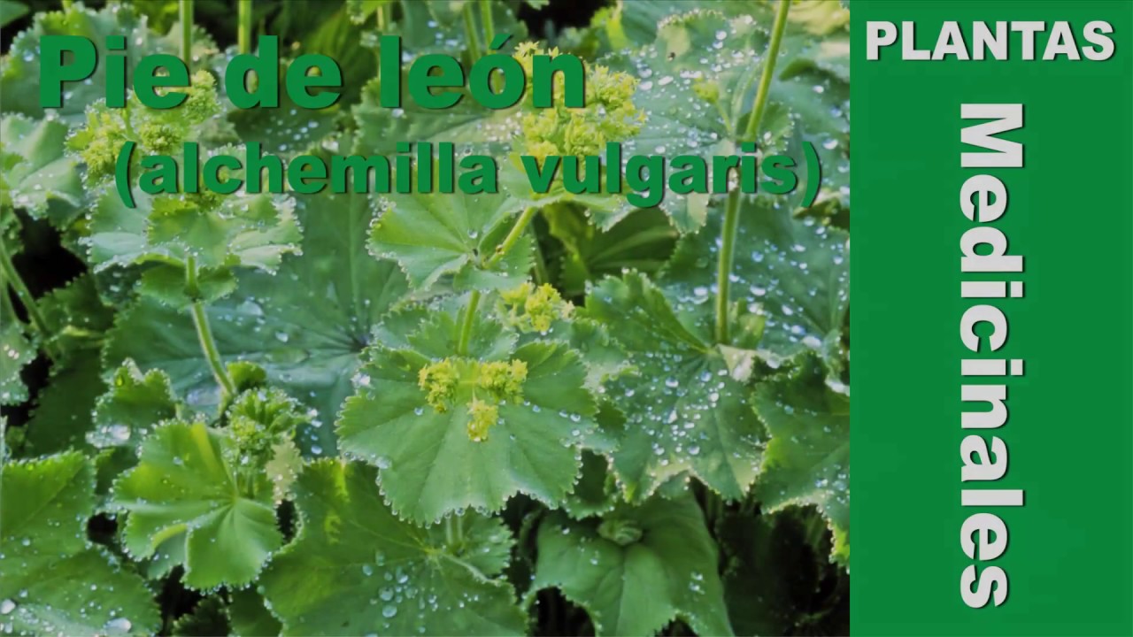 planta conocida como pie de león