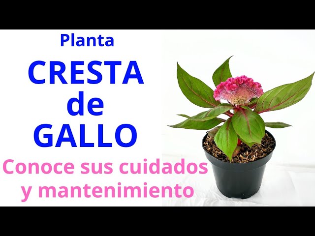planta cresta de gallo en maceta