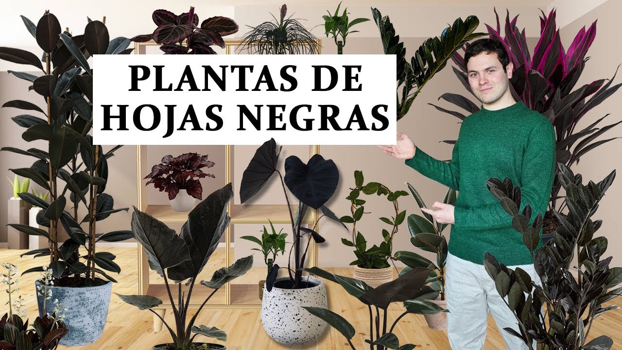 planta de hoja morada y verde