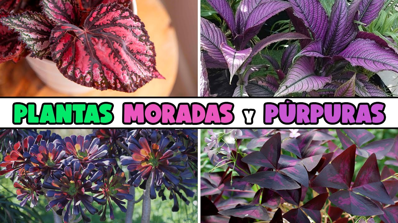 planta de hojas moradas y flores amarillas