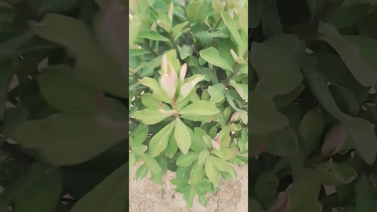 planta de la vida en españa