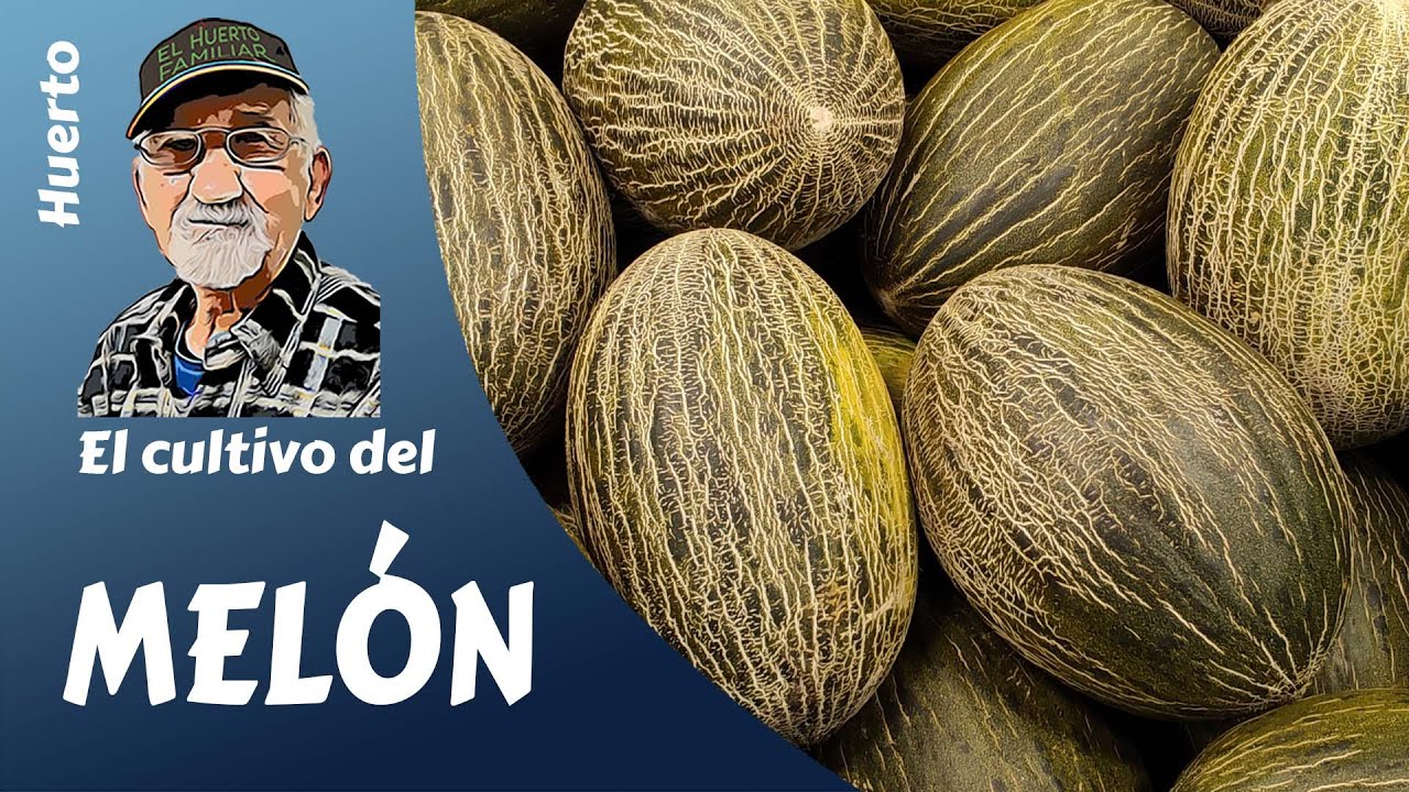 planta de melon piel de sapo