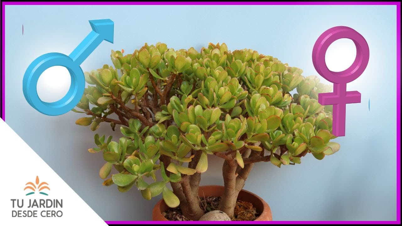 planta jade hembra y macho diferencias