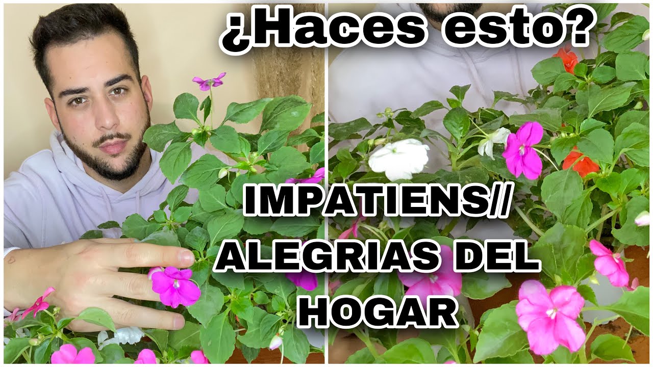 planta la alegria de la casa