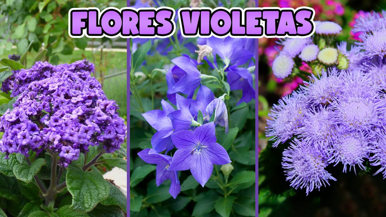 planta perenne con flores de color violeta