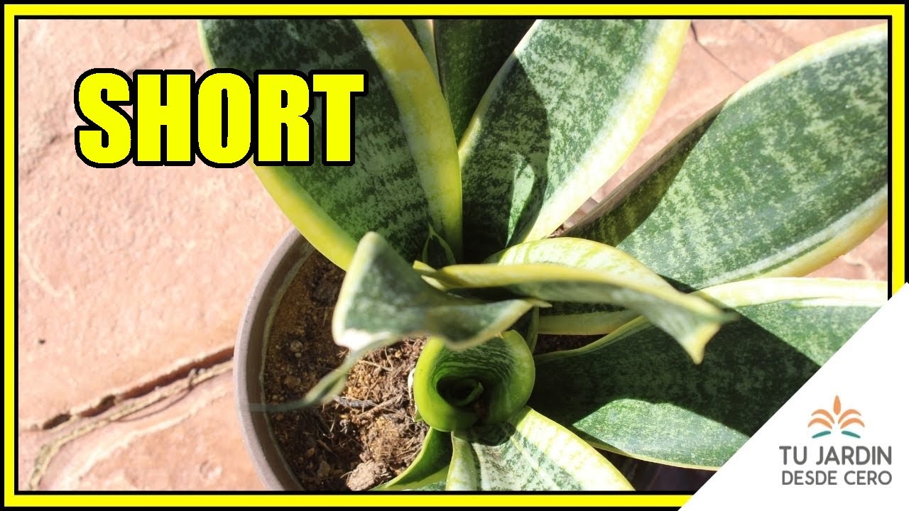 planta que posee o encierra dos flores