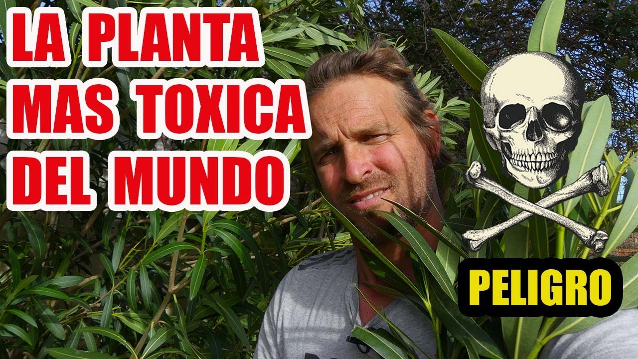 planta que puede dar una madera muy negra