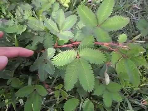 planta que se cierra por la noche