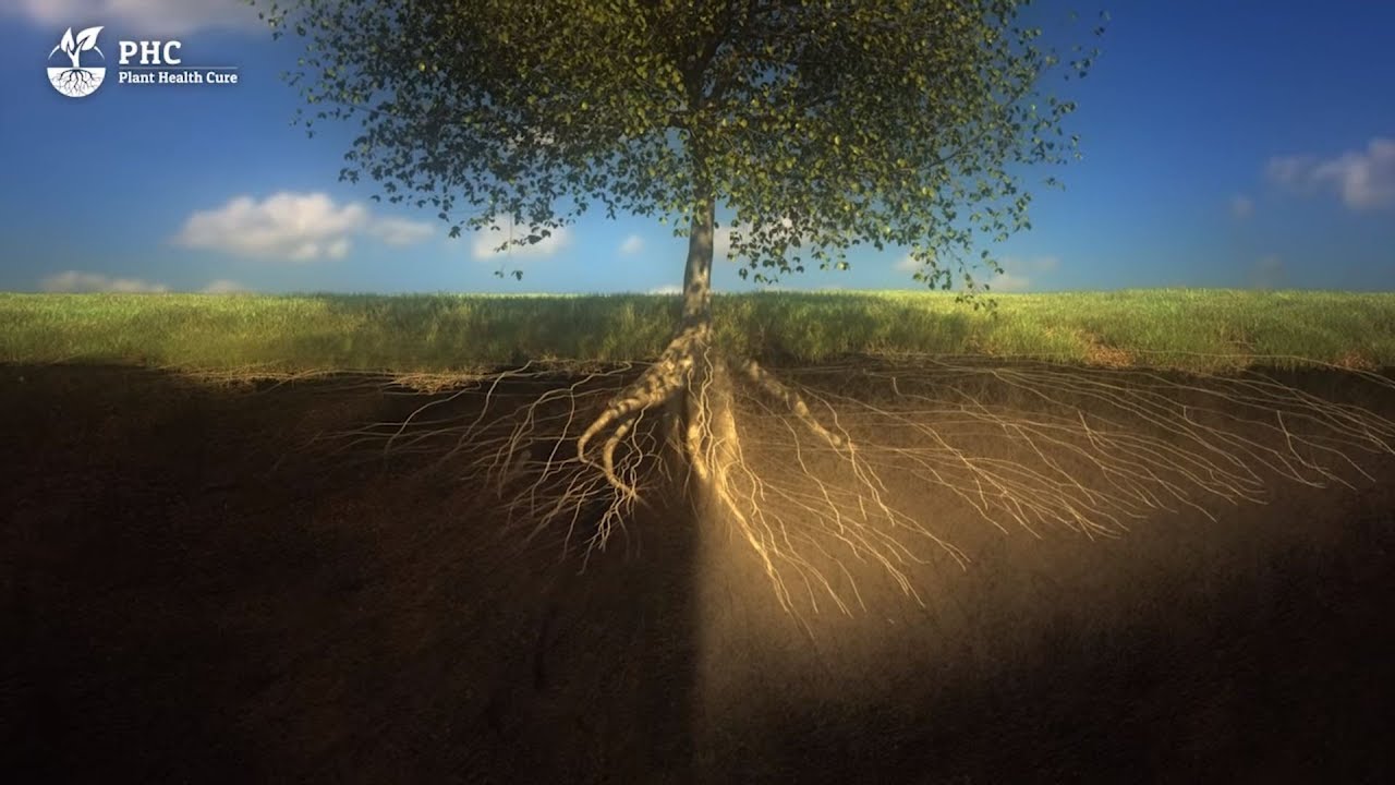 planta que se desarrolla sobre el suelo
