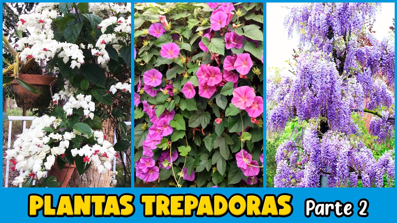 planta trepadora con flores en forma de campana