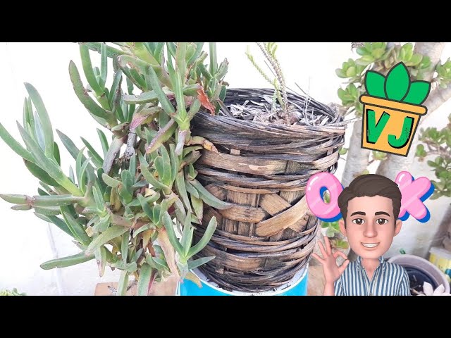 planta uña de gato en maceta