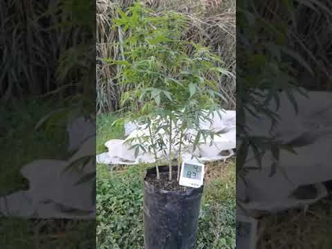 plantar 2 plantas en la misma maceta