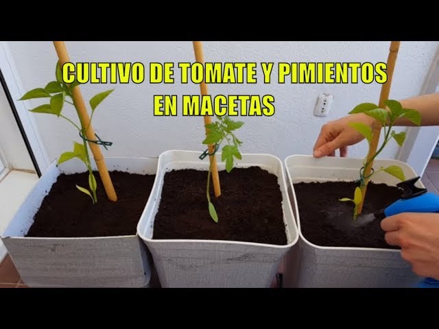 plantar tomates y pimientos en macetas