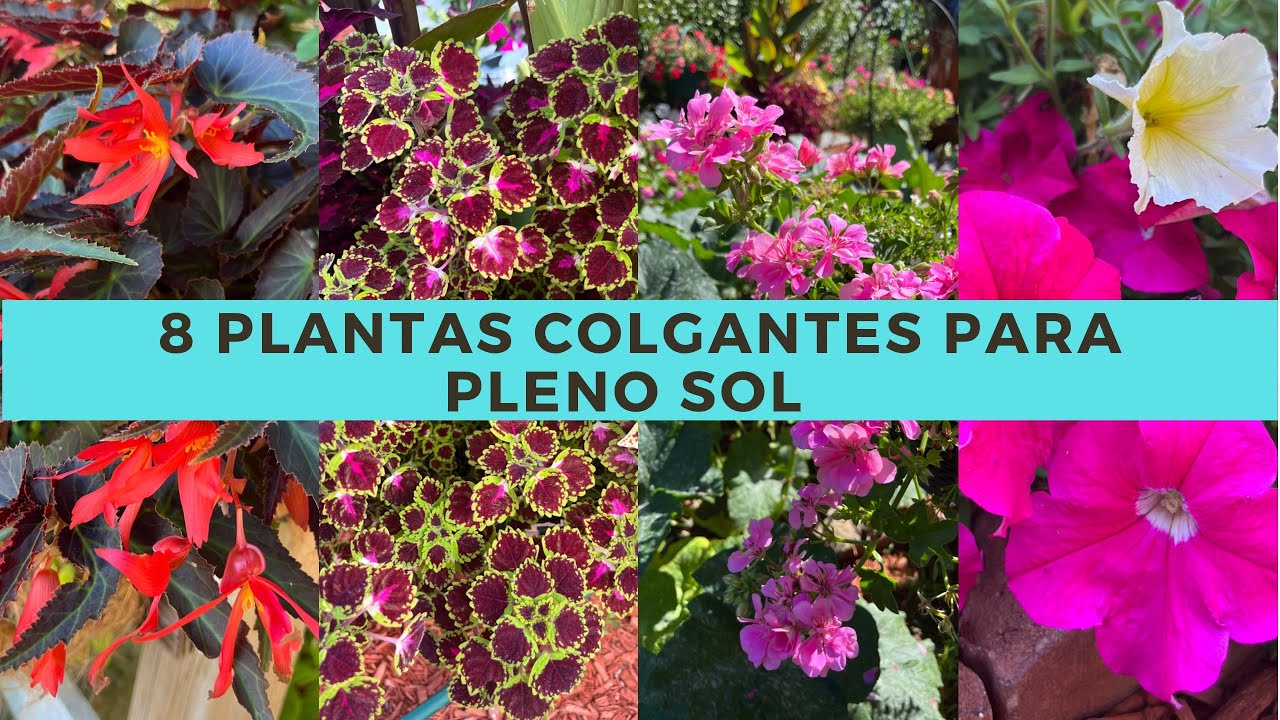 plantas colgantes exterior resistentes al sol
