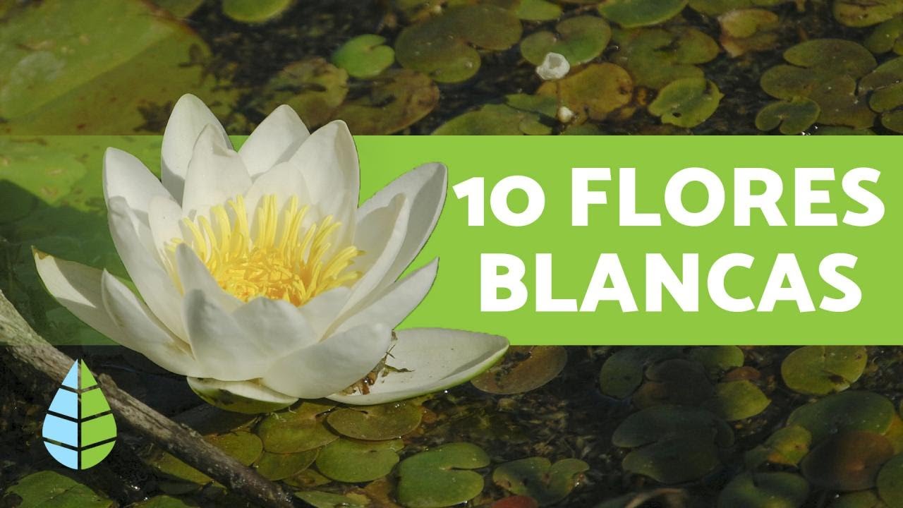 plantas con flor blanca de exterior
