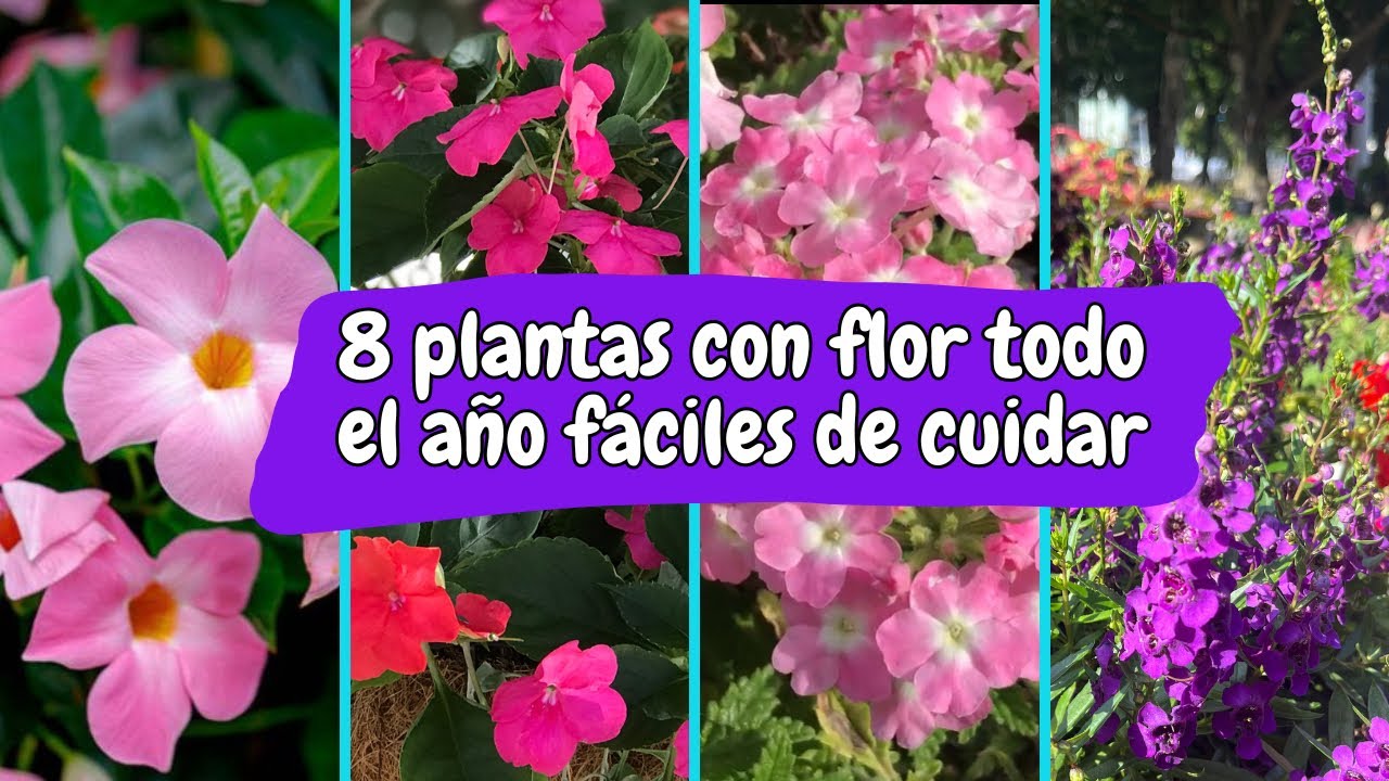 plantas con flor todo el año
