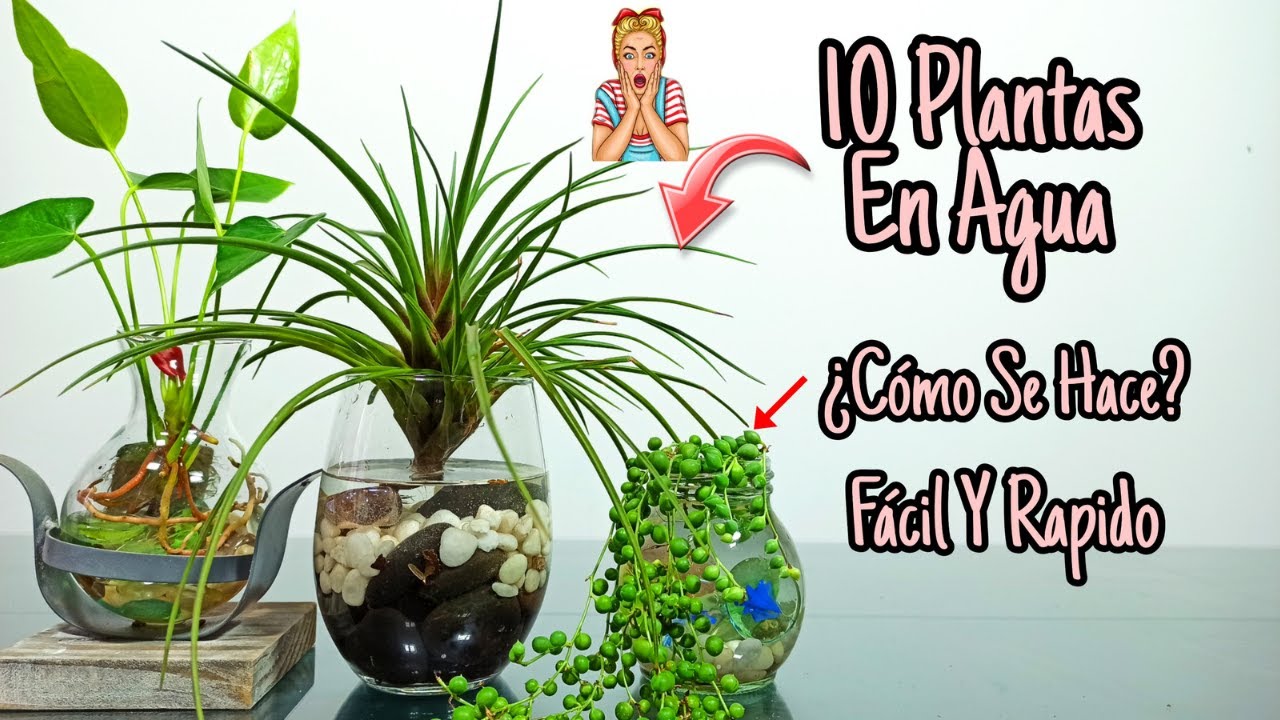 plantas con flores que crecen en agua