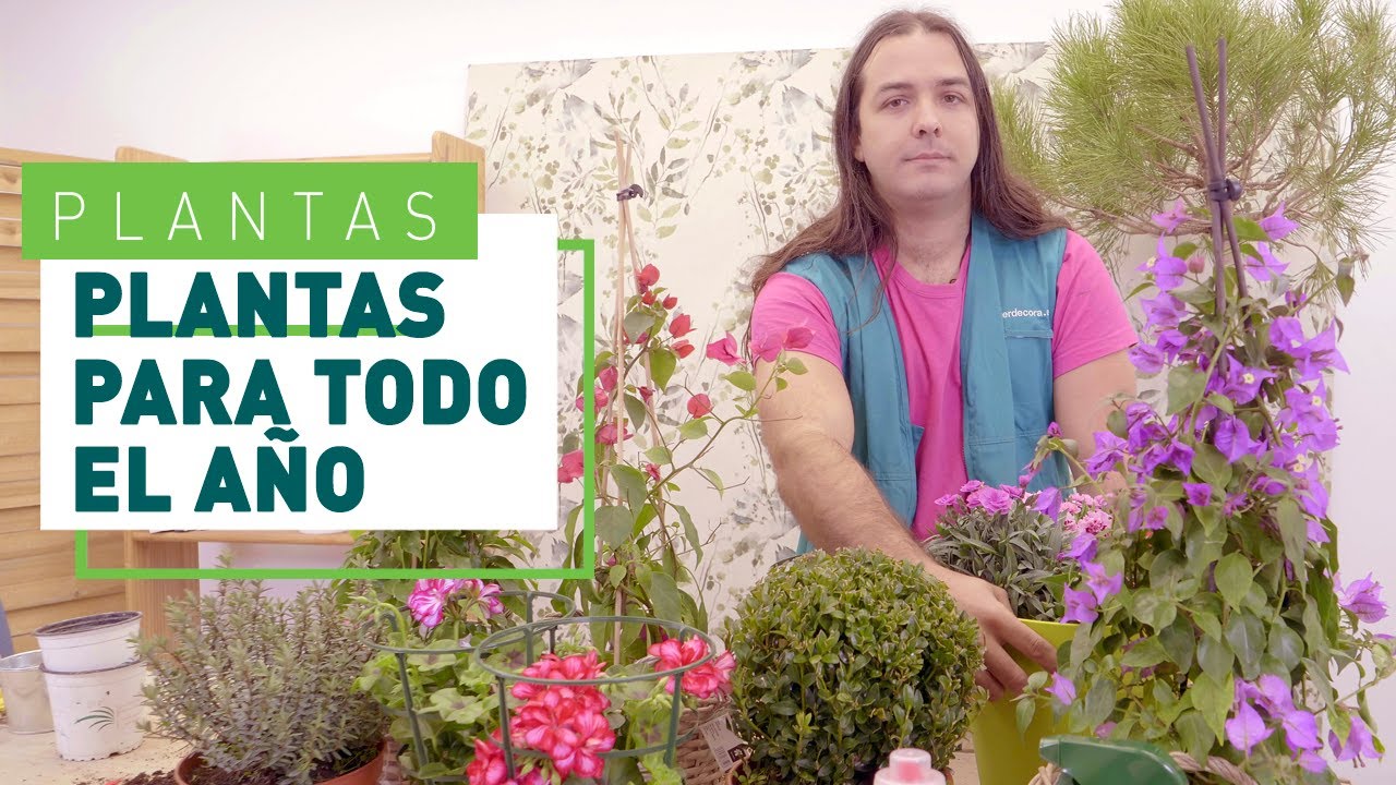 plantas de balcon para todo el año