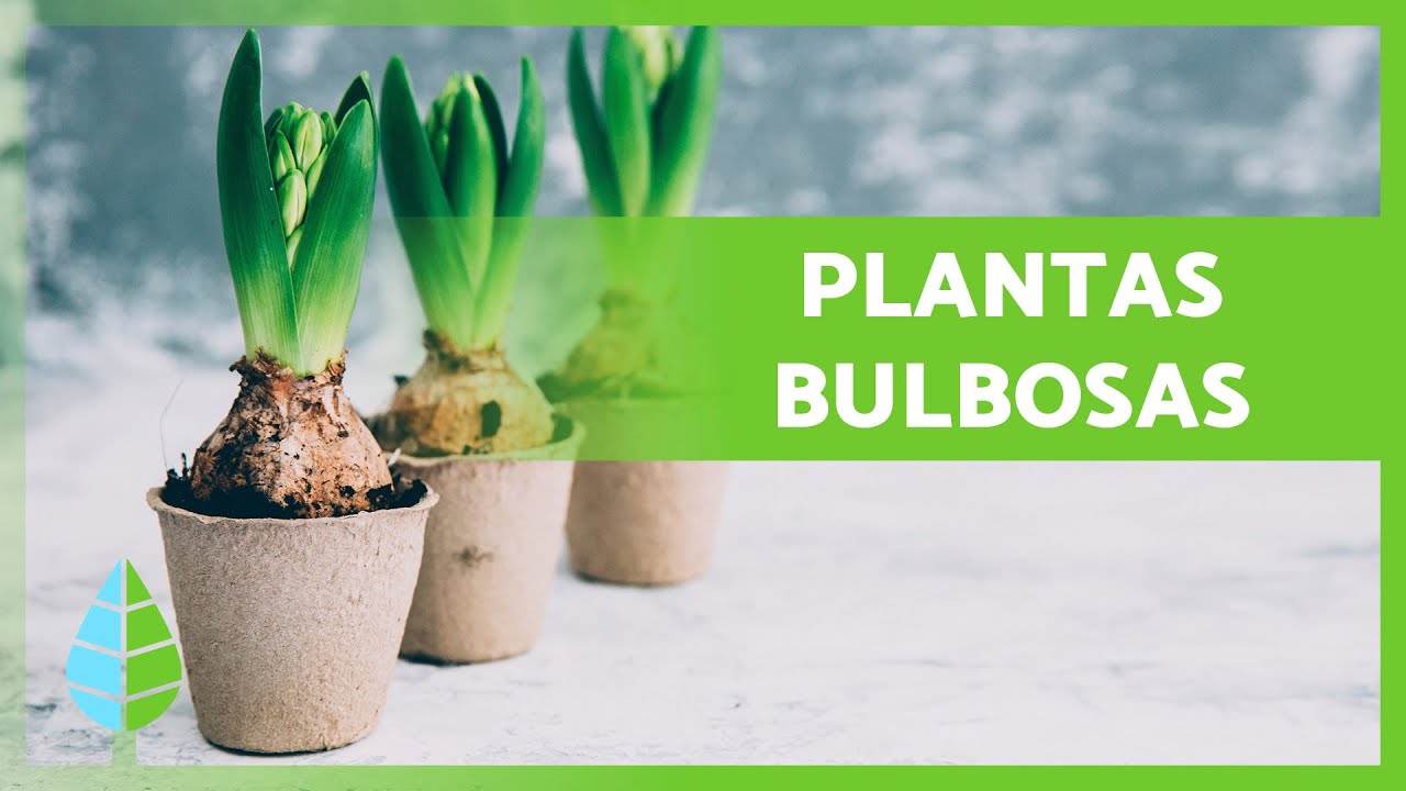 plantas de bulbos fotos y nombres