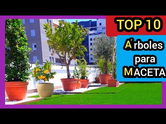 plantas de exterior para macetas grandes